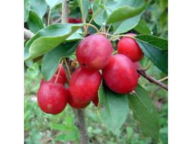 Саженцы плодовые Яблоня