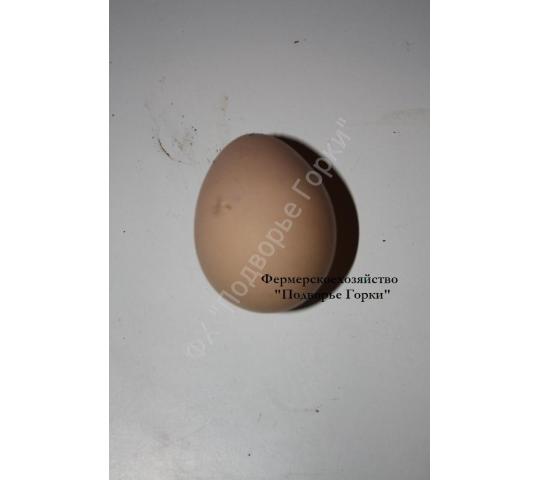 Фото 2 Яйца свежие в упаковке, г.Гатчина 2017