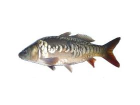Рыбное хозяйство «Миусский Лиман»