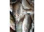 День рыбака в&nbsp;Ленобласти отметили запуском нового рыбохозяйственного комплекса