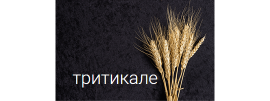 333657 картинка каталога «Производство России». Продукция Озимое тритикале (зерно), г.Ясногорск 2018