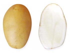 Семенной картофель на посадку