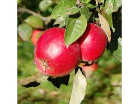 Яблоки свежие на вес