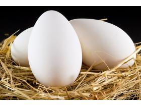 Яйца инкубационные фасованные