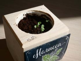 Набор для выращивания домашних растений «Экокуб»