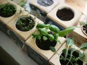 Набор для выращивания домашних растений «Экокуб»