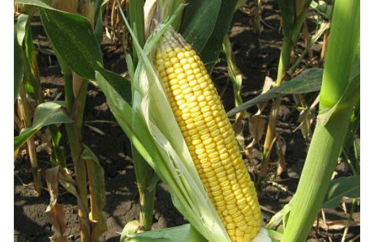 Фото 2 Семена кукурузы, г.Полтавская 2018