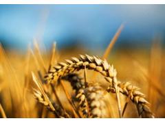 Фото 1 Семена пшеницы, г.Полтавская 2018