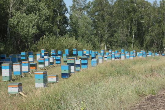 Фото 2 Компания «Ширяев и сыновья», г.Барнаул