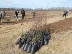 В Нижегородской области заложен яблоневый сад В Нижегородской области заложен яблоневый сад