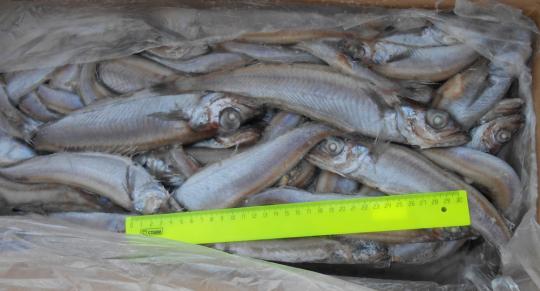 Фото 5 Рыба свежемороженая на вес, г.Набережные Челны 2018