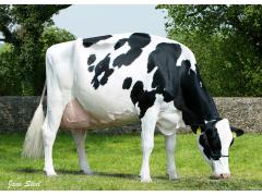 Фото 1 Экструдированный комбикорм для дойных коров и теля, г.Владикавказ 2018