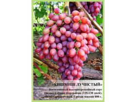 Саженцы винограда «Преображение»