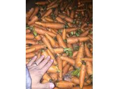 Фото 1 Морковь лом, мытая на переработку, г.Кемерово 2019