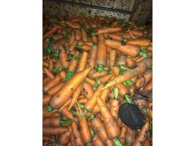 Морковь лом, мытая на переработку