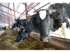 Животноводческий комплекс на 400 голов КРС открыт в Свердловской области Животноводческий комплекс на 400 голов КРС открыт в Свердловской области