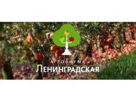 «Агрофирма Ленинградская»