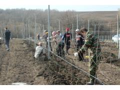В Белгородской области начата закладка шпалерно-карликового яблоневого сада В Белгородской области начата закладка шпалерно-карликового яблоневого сада