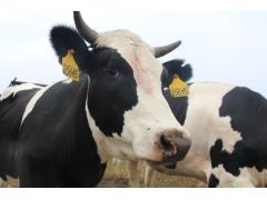 В Ставропольском крае модернизирован крупный молочный комплекс В Ставропольском крае модернизирован крупный молочный комплекс