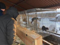В Якутии под Покровском начали разводить соболей В Якутии под Покровском начали разводить соболей
