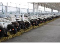 Мираторг запустил первую очередь овцеводческого комплекса в Тульской области Мираторг запустил первую очередь овцеводческого комплекса в Тульской области