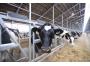 Самая крупная молочная ферма Центральной России открыта в&nbsp;Рязанской области