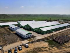 Козья ферма открылась на Ставрополье Козья ферма открылась на Ставрополье