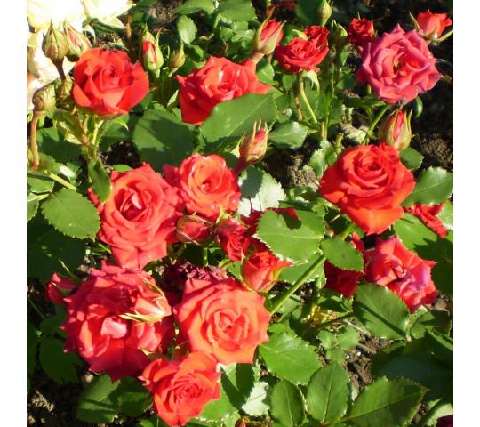 Фото 4 Саженцы роз разнообразных видов, г.Краснодар 2020