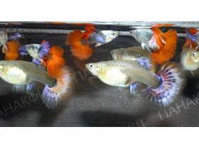 Аквариумные рыбки Гуппи дамбо такседо платиновый краснохвостый самцы