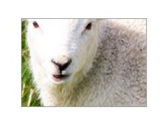 Фото 1 Одеяла из овечьей шерсти 2014