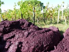 Фото 1 БИОдобавка на базе виноградной фузы для КРС и МРС, г.Бахчисарай 2020