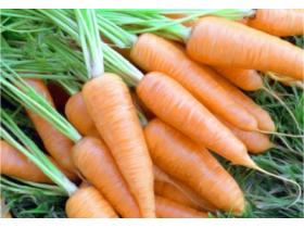 Морковь сортов «Канада», «Кантербюри», «Купар»