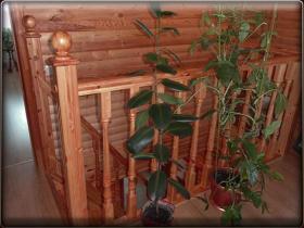 Деревянные лестницы из дуба, бука и березы