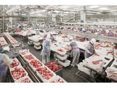 Россия наращивает поставки куриного мяса и свинины во Вьетнам Россия наращивает поставки куриного мяса и свинины во Вьетнам