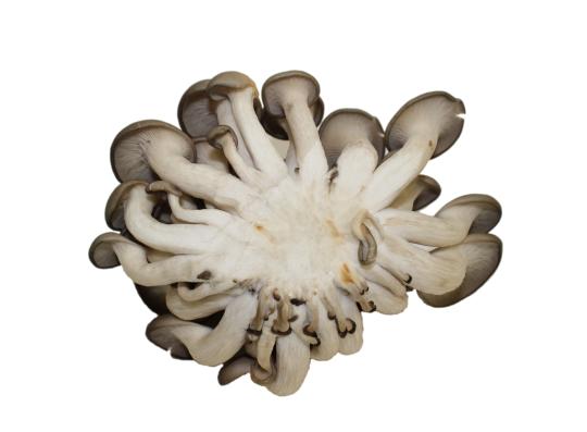 Фото 2 Свежие грибы вешенки, г.Маслянино 2020