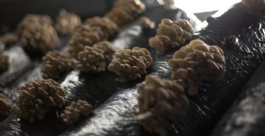 Фото 2 Мицелий грибов вешенок., г.Гатчина 2020