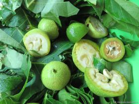 Зеленый грецкий орех молочной спелости