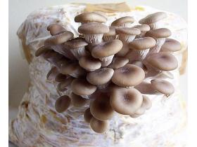 Пакет для выращивания грибов