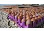 Птицефабрика в&nbsp;Буйнакском районе Дагестана увеличила производство яиц до&nbsp;20 млн штук в&nbsp;год