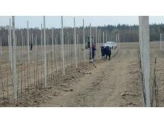 В Брасовском районе Брянской области на 35 гектарах посадили яблоневый сад В Брасовском районе Брянской области на 35 гектарах посадили яблоневый сад