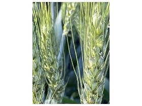 Семена пшеницы озимой  Аксинья,  Аскет,  Вольница