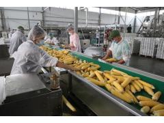Краснодарская компания открыла новую линию по производству сахарной кукурузы Краснодарская компания открыла новую линию по производству сахарной кукурузы
