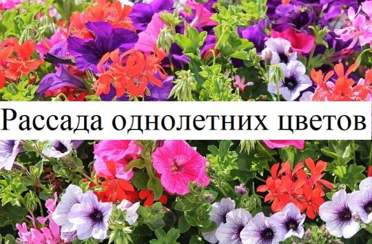 Фото 3 Рассада однолетних цветов 2022г, г.Екатеринбург 2021