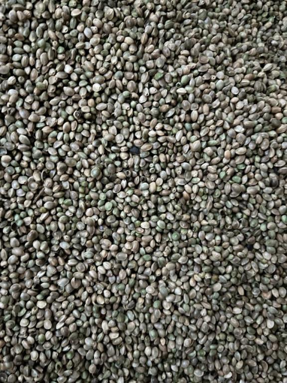 Семена конопли технической от производителя Авилат. Каталог 2025. Цена ...