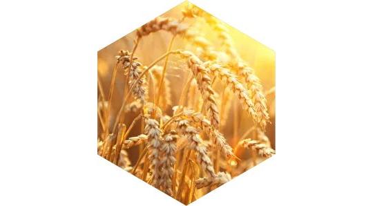 616198 картинка каталога «Производство России». Продукция Мягкая пшеница продовольственная, г.Уфа 2022