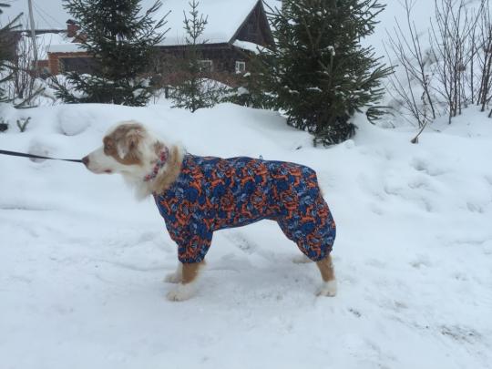 Фото 4 Производитель одежды для собак «KOMBEZ», г.Пермь