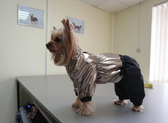 Фото 6 Производитель одежды для собак «KOMBEZ», г.Пермь
