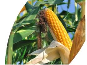 Гибрид кукурузы «СКАП 171»