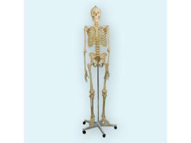 Модель скелета человека (со стойкой)