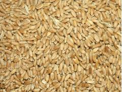 Фото 1 Пшеница продовольственная весовая, г.Красноярск 2023